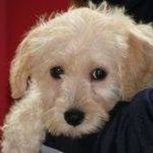 Meet your Posher, Mandy